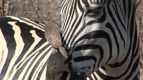 Oxpecker on a Zebra Stock Footage 2137513