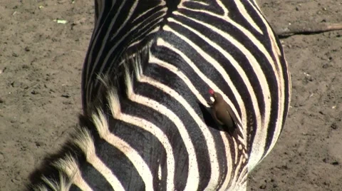 Oxpecker on zebra Stock Footage 7731706