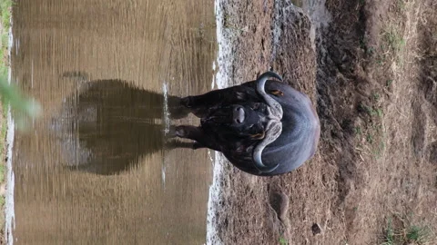 Oxpeckers Eat Parasites On The Skin Of A... | Stock Video | Pond5