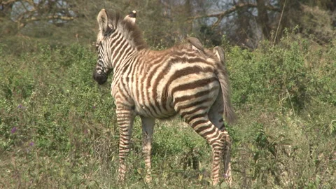 leucistic zebra