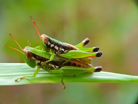 Oxya hyla Stock Photos