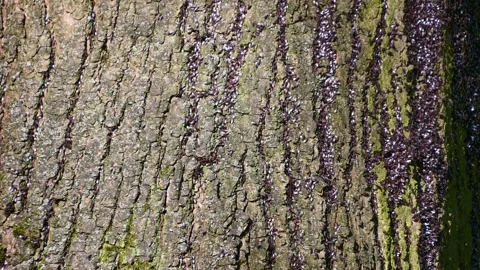 Oxycarenus lavaterae, lime seed bug. Insects crawl along a tree trunk Stock Footage 331521204