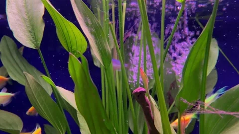 Oxygen air bubbling in a fish tank while fish moving around Stock Footage 200814031