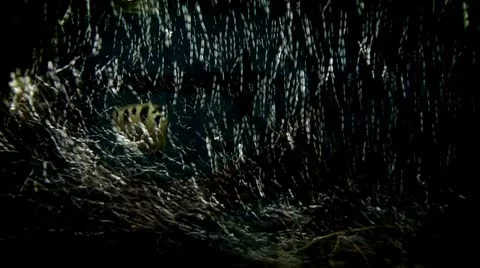 Oxygen bubbles in aquarium 스톡 동영상 8849299