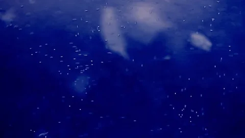 Oxygen bubbles  floating  in water Video stock 79732615