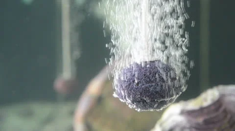 Oxygen bubbles under the water Stock Footage 26321205