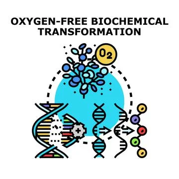 Oxygen free biochemical transformation process in living organism 스톡 일러스트