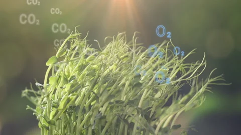 Oxygen producing plants, Photosynthesis equation with molecular models Stock Footage 300208053