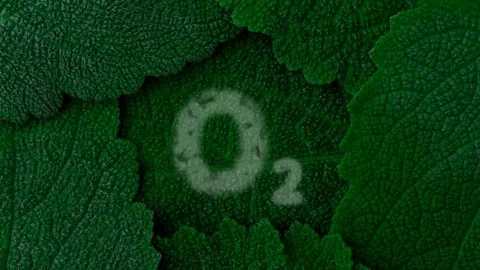 Oxygen. Secrete O2. Dark green leaves background. Close up 4K Stock Footage 80974620
