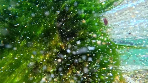 Oxygen synthesis in water, algae saturate the water with oxygen, gas bubble.. Stock Footage 331529614