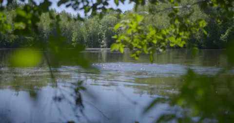 Oxygenation of the lake view between the branches / Focus on forest Stock Footage 130909458