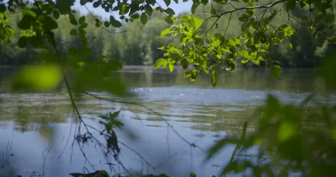 Oxygenation of the lake view between the branches / Focus on branchs Видео 130909477