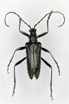 Oxymirus cursor, a 50 years old male specimen from beetle collection. Foto stock