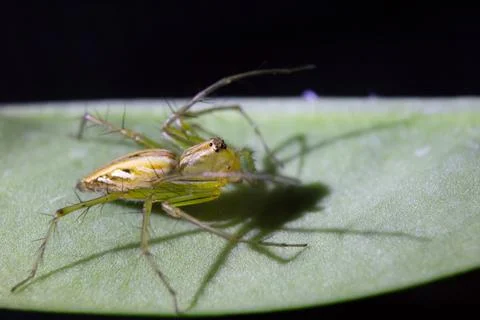 Oxyopes javanus Foto stock