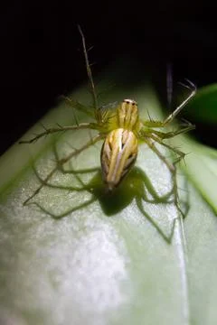 Oxyopes javanus Stock Photos