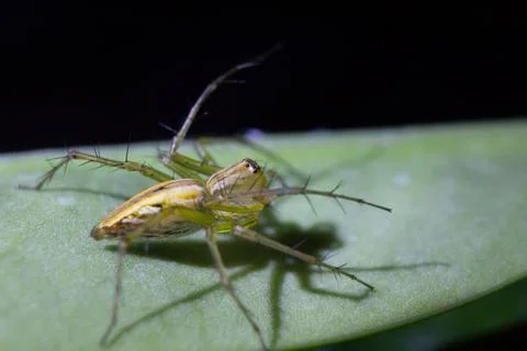 Oxyopes javanus Foto stock