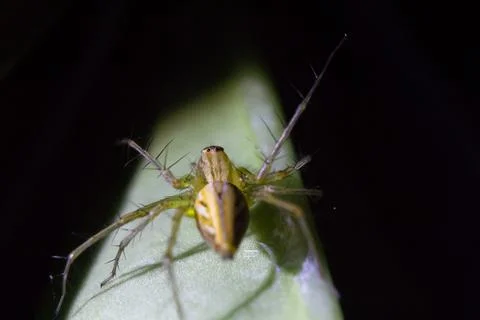 Oxyopes javanus Stock Photos