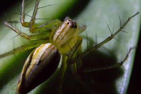 Oxyopes javanus Stock Photos