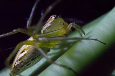 Oxyopes javanus Foto stock