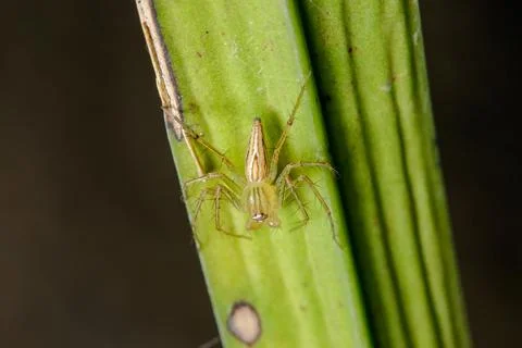 Oxyopes javanus Throll on the leaves can jump to catch prey. 写真素材