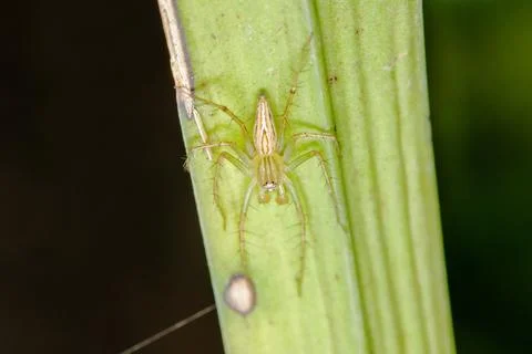 Oxyopes javanus Throll on the leaves can jump to catch prey. Photos
