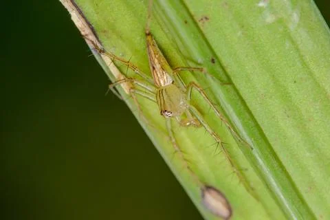 Oxyopes javanus Throll on the leaves can jump to catch prey. 写真素材
