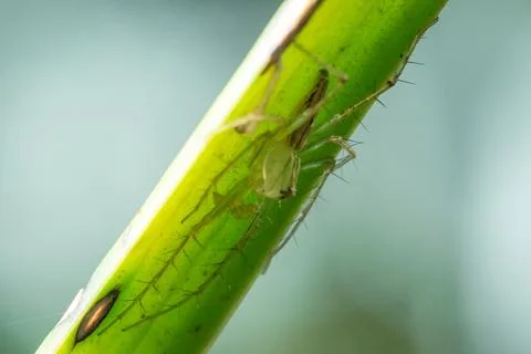 Oxyopes javanus Throll on the leaves can jump to catch prey. Fotos de archivo