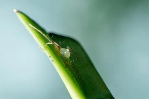 Oxyopes javanus Throll on the leaves can jump to catch prey. Photos