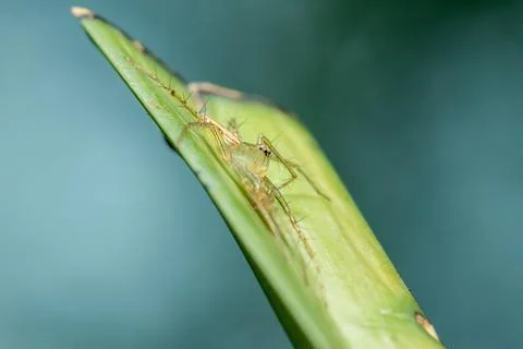 Oxyopes javanus Throll on the leaves can jump to catch prey. Stock Photos