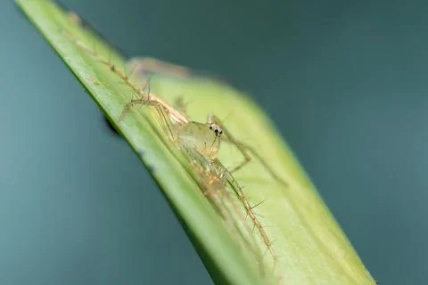 Oxyopes javanus Throll on the leaves can jump to catch prey. Stockfoto's
