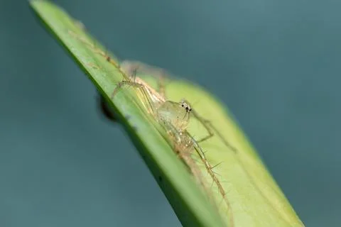 Oxyopes javanus Throll on the leaves can jump to catch prey. Fotos de archivo