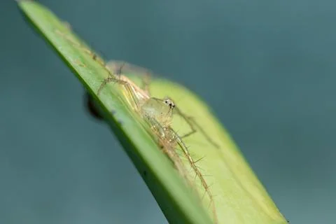 Oxyopes javanus Throll on the leaves can jump to catch prey. 스톡 사진