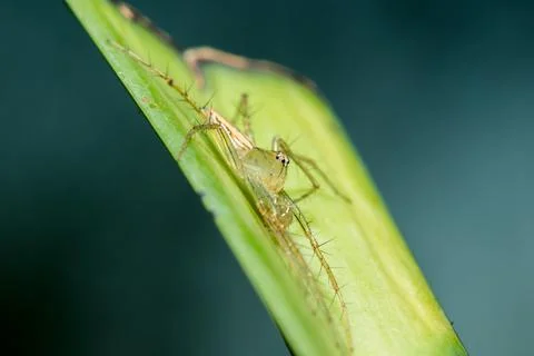 Oxyopes javanus Throll on the leaves can jump to catch prey. Photos