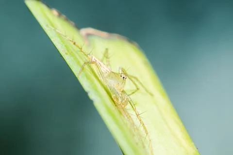 Oxyopes javanus Throll on the leaves can jump to catch prey. Fotos Stock