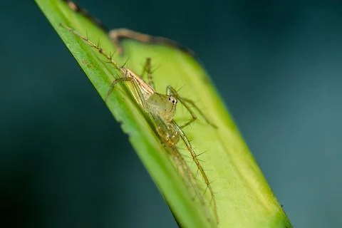 Oxyopes javanus Throll on the leaves can jump to catch prey. Photos