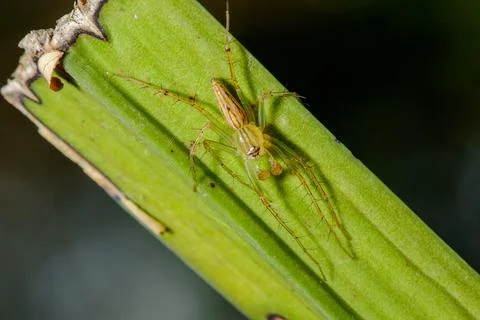 Oxyopes javanus Throll on the leaves can jump to catch prey. Fotos de archivo