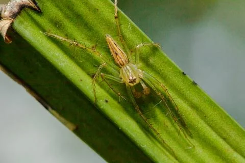 Oxyopes javanus Throll on the leaves can jump to catch prey. 스톡 사진