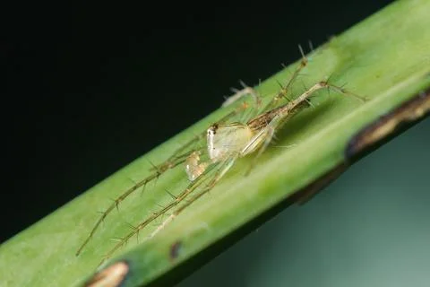 Oxyopes javanus Throll on the leaves can jump to catch prey. 写真素材