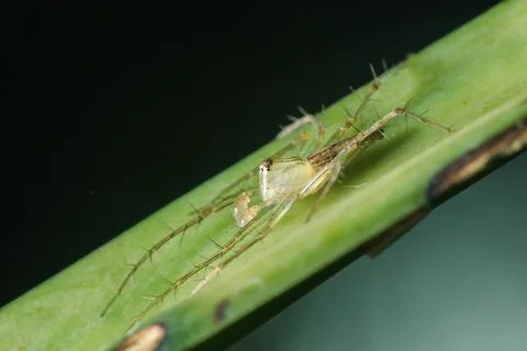 Oxyopes javanus Throll on the leaves can jump to catch prey. Photos
