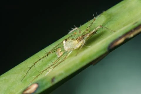 Oxyopes javanus Throll on the leaves can jump to catch prey. 写真素材