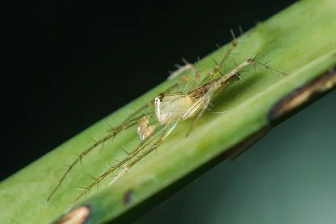 Oxyopes javanus Throll on the leaves can jump to catch prey. Фото