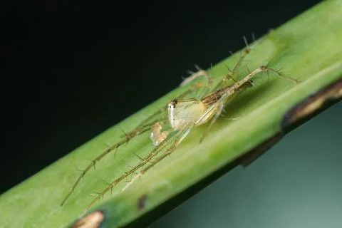Oxyopes javanus Throll on the leaves can jump to catch prey. Fotos Stock