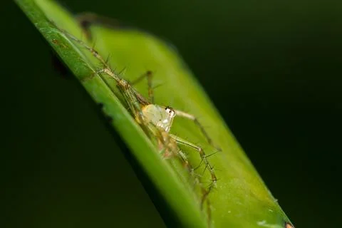 Oxyopes javanus Throll on the leaves can jump to catch prey. Fotos de archivo