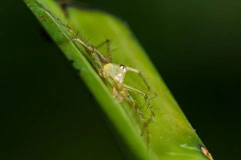 Oxyopes javanus Throll on the leaves can jump to catch prey. 写真素材