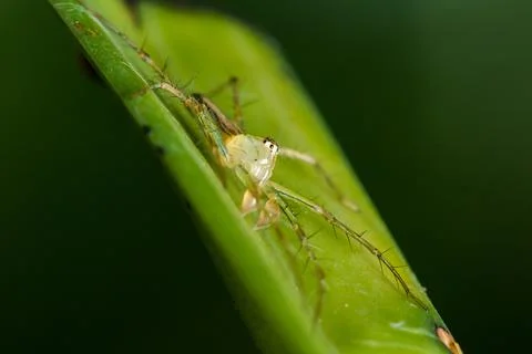 Oxyopes javanus Throll on the leaves can jump to catch prey. Stockfoto's