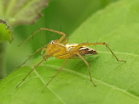 Oxyopes Stock Photos