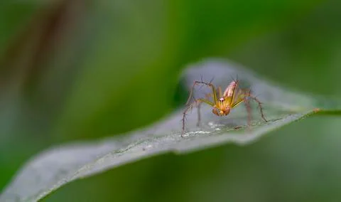 Oxyopes salticus , Orange spiders on a leaf macro. Stock Photos