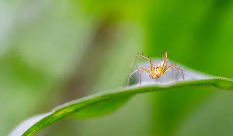 Oxyopes salticus , Orange spiders on a leaf macro. Stock Photos