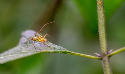 Oxyopes salticus , Orange spiders on a leaf macro. Stock Photos