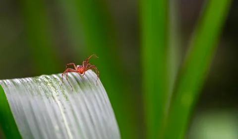 Oxyopes salticus , Orange spiders on a leaf macro. Stock Photos